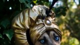 A dog dressed as Zoltar the fortune teller takes part in the 23rd annual Tompkins Square Halloween Dog Parade in New York, Oct. 26, 2013. 