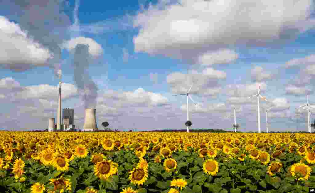 A field of sunflowers is seen with Mehrum coal-fired power station, wind turbines and high-voltage lines in Mehrum, Germany.