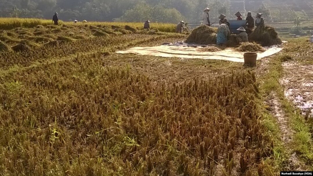 Panen raya bagi para petani di sebagian besar Indonesia diperkirakan antara bulan Februari-Maret 2018 mendatang. (Foto: VOA/Nurhadi Sucahyo)