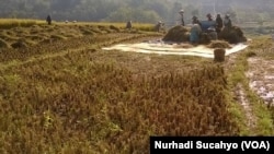 Sawah di Jawa Tengah dan DIY yang baru dipanen sebagai ilustrasi. Presiden Joko Widodo mengatakan ancaman krisis pangan global sudah di depan mata.(Foto: VOA/Nurhadi Sucahyo)