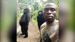 Selfie ရိုက်တဲ့ လူဝံ၊ ဟိမဝန္တာပေါ်က နှင်းလူ