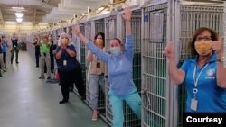 FILE - Employees and volunteers could be seen cheering and clapping at the sight of the empty kennel at Friends of Palm Beach County Animal Care and Control in West Palm Beach, Florida. (Photo credit - Palm Beach County Animal Care and Control)