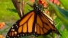 A male monarch butterfly displays the species' distinctive black and orange pattern. (Photo: B. Dennee)