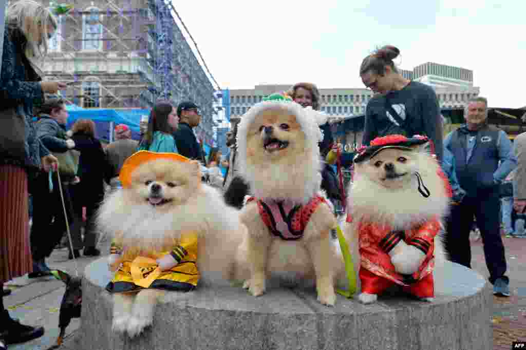 Luke (emperor), Leia (emperor princess ) and Skyla (lion dancer) sit on a stand for photos during the 7th annual Boston Halloween Pet Parade and Costume Contest at Faneuil Hall Marketplace in Boston, Massachusetts, Oct. 26, 2019.