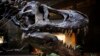 Dueling Dinosaur Bones Could Set Fossil Auction Record