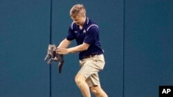 Lucas Hackmann, a member of the Busch Stadium grounds crew, removes a cat that ran onto the field during the sixth inning of a baseball game between the St. Louis Cardinals and the Kansas City Royals Wednesday, Aug. 9, 2017, in St. Louis. (AP Photo/Jeff R