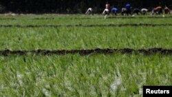 FILE - Laborers transplant rice seedlings in a paddy field in Qalyub, in the El-Kalubia governorate, northeast of Cairo, Egypt, June 1, 2016. 