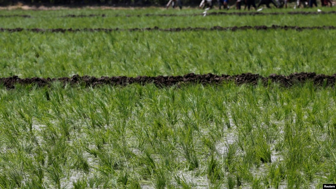 Laborers transplant rice seedlings in a paddy field in Qalyub, in the El-Kalubia governorate, northeast of Cairo, Egypt, June 1, 2016. 