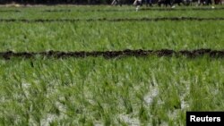 Laborers transplant rice seedlings in a paddy field in Qalyub, in the El-Kalubia governorate, northeast of Cairo, Egypt, June 1, 2016. 