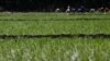 FILE - Laborers transplant rice seedlings in a paddy field in Qalyub, in the El-Kalubia governorate, northeast of Cairo, Egypt, June 1, 2016. 