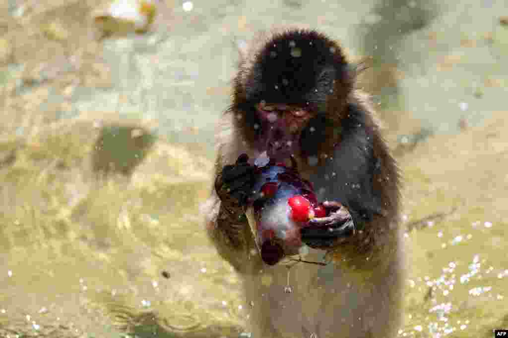 A monkey eats iced cherries to cool off at the Rome zoo (Bioparco di Roma) as temperatures reached 36 degrees Celsius in the Italian capital.