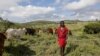 FILE - Maasai man David Nina walks with his grazing cattle in Kajiado County in Kenya, April 9, 2020. 