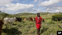 FILE - Maasai man David Nina walks with his grazing cattle in Kajiado County in Kenya, April 9, 2020. 