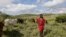 FILE - Maasai man David Nina walks with his grazing cattle in Kajiado County in Kenya, April 9, 2020. 