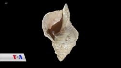 Li Fransa Amûreke Muzîkê ya 18 Hezar Salî Hate Dîtin