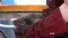Unprecedented Numbers of Starving California Sea Lion Pups Found on Beaches