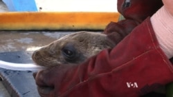 Unprecedented Numbers of Starving California Sea Lion Pups Found on Beaches