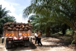 FILE - A worker loads palm oil fruits onto a lorry at a palm oil plantation in Sepang, Malaysia.