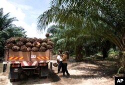 FILE - A worker loads palm oil fruits onto a lorry at a palm oil plantation in Sepang, Malaysia.