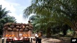 FILE - A worker loads palm oil fruits onto a lorry at a palm oil plantation in Sepang, Malaysia.