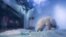 A polar bear is seen in an aquarium at the Grandview mall in Guangzhou, Guangdong province, China, July 27, 2016. 