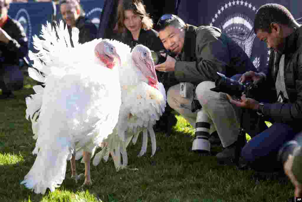 Members of the press take photos of turkeys Peach and Blossom before a ceremony in which President Joe Biden will pardon the national Thanksgiving turkey on the South Lawn of the White House in Washington.