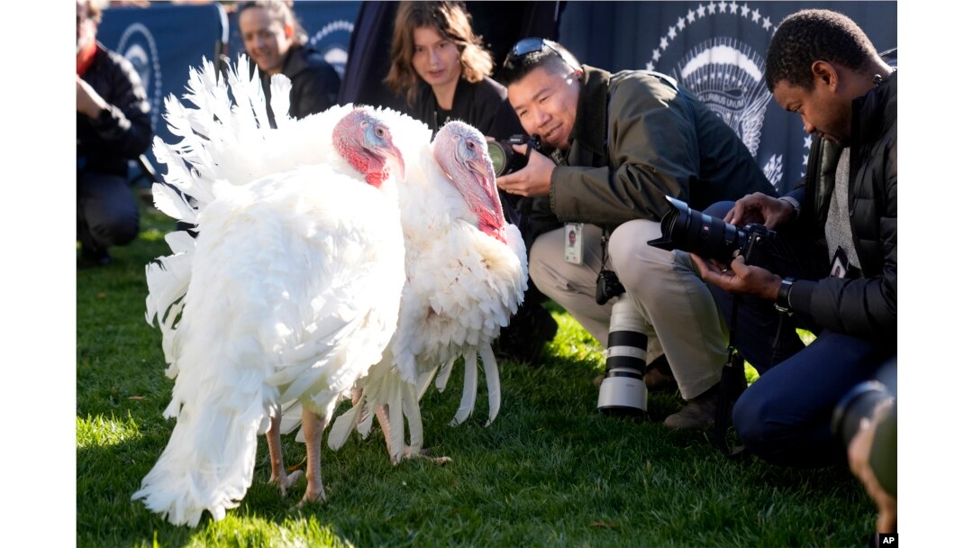 Members of the press take photos of turkeys Peach and Blossom before a ceremony in which President Joe Biden will pardon the national Thanksgiving turkey on the South Lawn of the White House in Washington, Nov. 25, 2024.