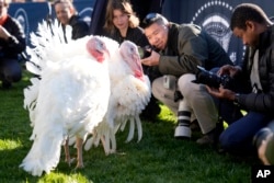 Members of the property   instrumentality     photos of turkeys Peach and Blossom earlier  a ceremonial  successful  which President Joe Biden volition  pardon the nationalist  Thanksgiving turkey connected  the South Lawn of the White House successful  Washington, Nov. 25, 2024.