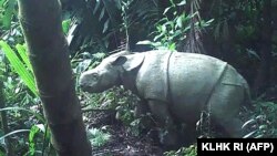 Salah satu dari dua anak badak jawa langka yang tertangkap video di Taman Nasional Ujung Kulon. (Foto: Courtesy KLHK/AFP)