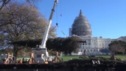 People’s Tree on Capitol Hill Lights Up the Holiday Season