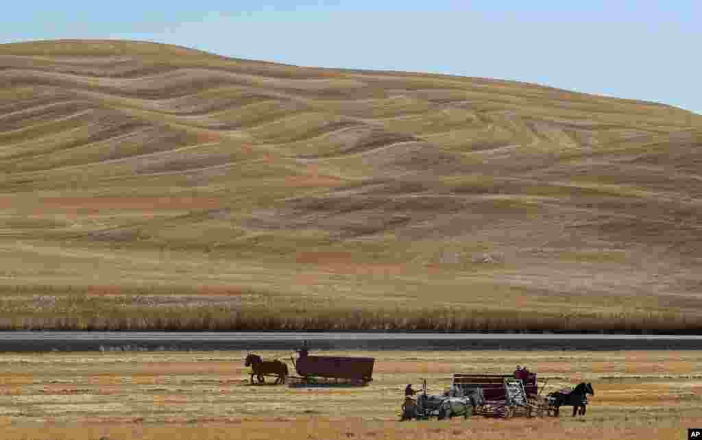 Teams of horses and mules are used to harvest barley on a field near Colfax, Washington, during an annual demonstration by members of the Palouse Empire Threshing Bee Association, a group dedicated to preserving the way land was farmed decades ago.