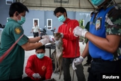 Department of National Parks, Wildlife and Plant Conservation unit   analyse   a long-tailed macaque earlier  a sterilization process  successful  Lopburi, Thailand, May 24, 2024.