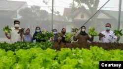 Kelompok Tani Tajur Halang: Tanaman hijau yang segar jadi andalan pertanian hidroponik. (Foto courtesy: Human Initiative)