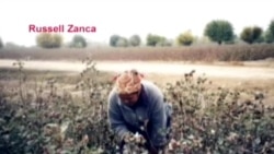 O'zbek dehqonlari hayoti, paxta va paxtachilik - Uzbek farmers, cotton production/Russell Zanca