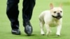 French Bulldogs Remain Most Popular US Breed in New Rankings