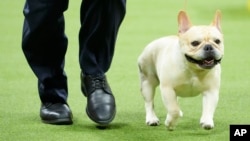 FILE - Winston, a French bulldog, competes in the 147th Westminster Kennel Club Dog show May 8, 2023, in New York. Frenchies remained the United States' most commonly registered purebred dogs last year, according to American Kennel Club rankings released March 20, 2024. 