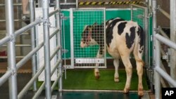 Dalam foto tak bertanggal yang disediakan oleh Research Institute for Farm Animal Biology di Dummerstorf, Jerman, September 2021, seekor anak sapi memasuki kandang tertutup astroturf yang dijuluki "MooLoo" untuk buang air kecil. (Thomas Häntzschel/FBN via AP)