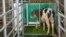 Dalam foto tak bertanggal yang disediakan oleh Research Institute for Farm Animal Biology di Dummerstorf, Jerman, September 2021, seekor anak sapi memasuki kandang tertutup astroturf yang dijuluki "MooLoo" untuk buang air kecil. (Thomas Häntzschel/FBN via AP)