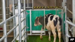 Toilet Training Cows