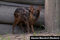 A rare pudu fawn named Lenga, born earlier this month, is seen at the Temaiken Foundation, in Buenos Aires, Argentina November 22, 2024. (REUTERS/Alessia Maccioni)