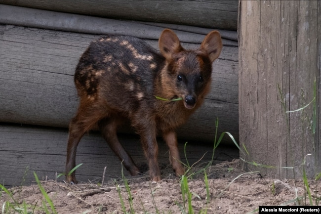 A rare pudu fawn named Lenga, born earlier this month, is seen at the Temaiken Foundation, in Buenos Aires, Argentina November 22, 2024. (REUTERS/Alessia Maccioni)