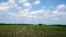 Young corn plants grow in a field in rural Ashland, Nebraska, May 30, 2018.