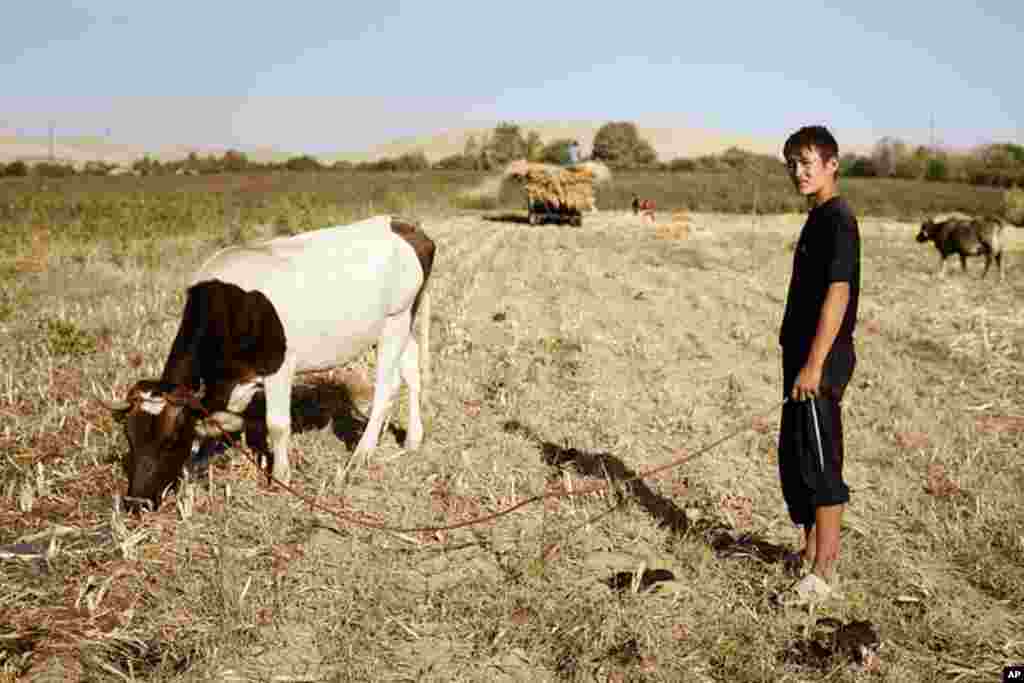 A man tends cows in southern Tajikistan. (VOA - Y. Weeks)