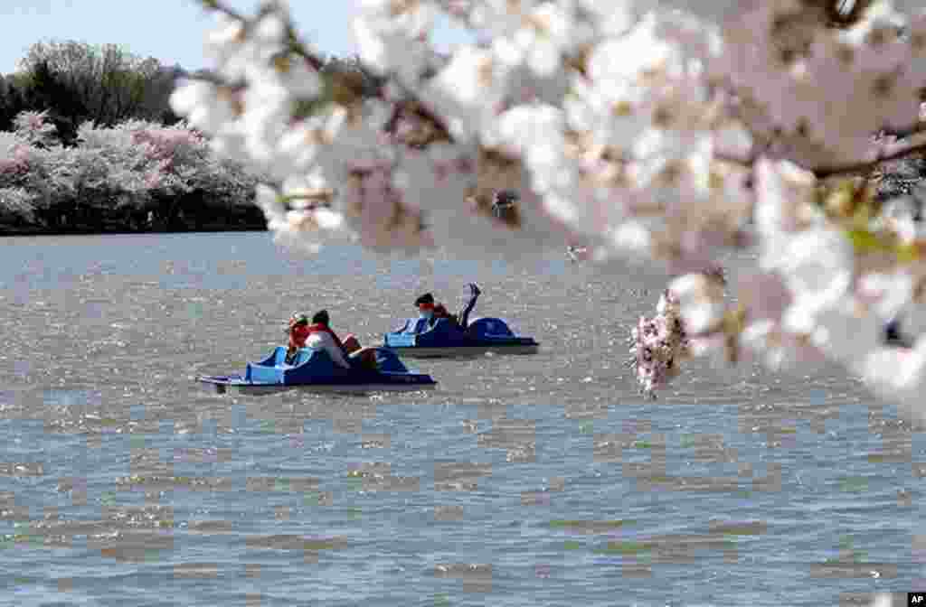 [워싱턴 D.C. 벚꽃 축제] 워싱턴의 봄