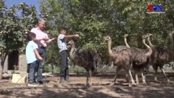 Diyarbakırlı Çiftçinin Devekuşu Merakı