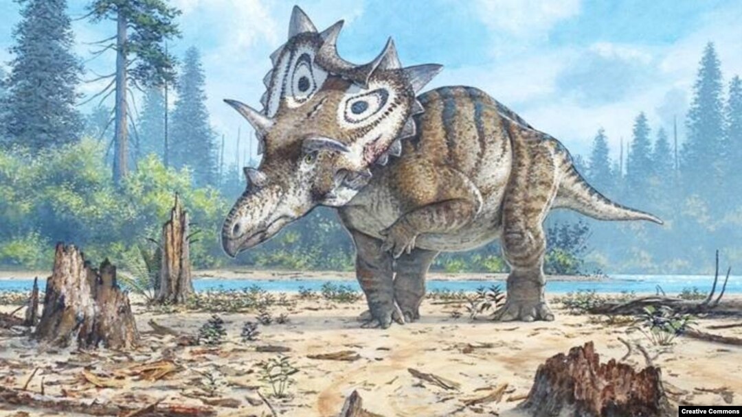 Spiclypeus shipporum, a new three horned dinosaur that lived in Montana had curved horns and a huge bony spiked shield. 