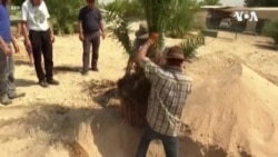 Israel Ancient Trees -- USAGM