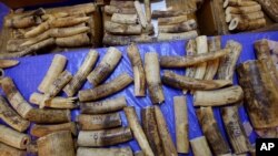FILE - Seized ivory, transported from Malawi, is displayed during a press conference in Bangkok, Thailand on March 7, 2017. 