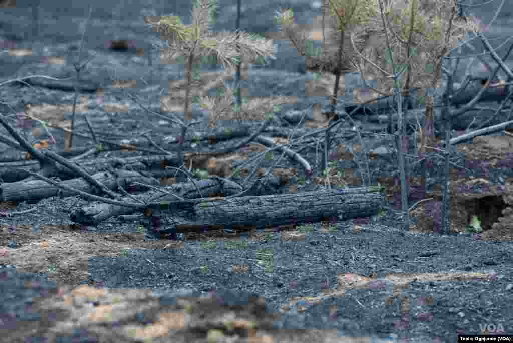 Пожари Малешевија / Wildfires in North Macedonia