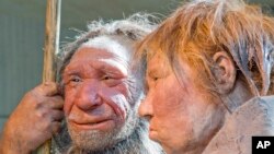 FILE - A March 20, 2009, photo shows reconstructions of a Neanderthal man, left, and woman, at the Neanderthal Museum in Mettmann, Germany.